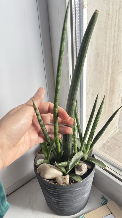 Сансевьєра Сylindrica  трубчатая