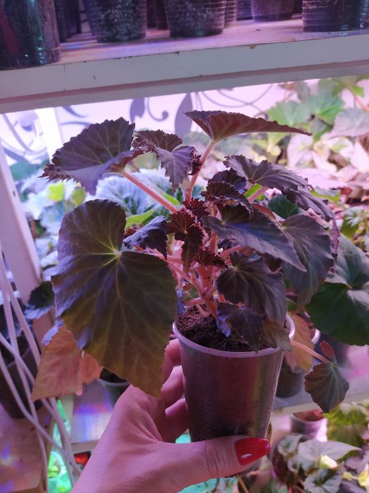 Ароматная бегония sweet spice appleblossom