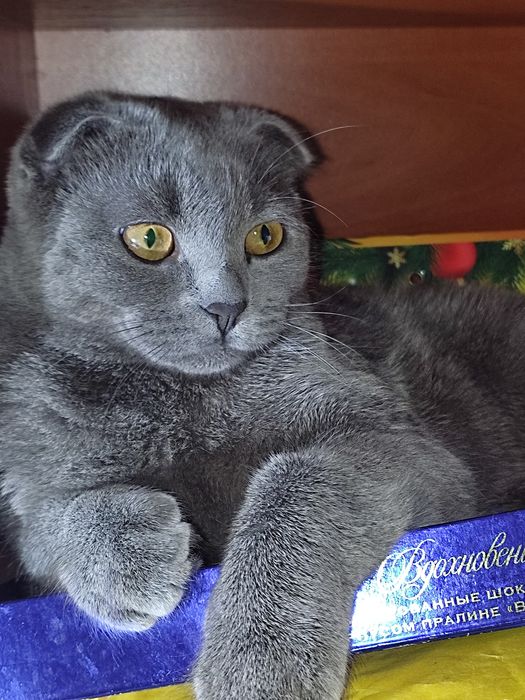 Бронь Шотландські кошенята