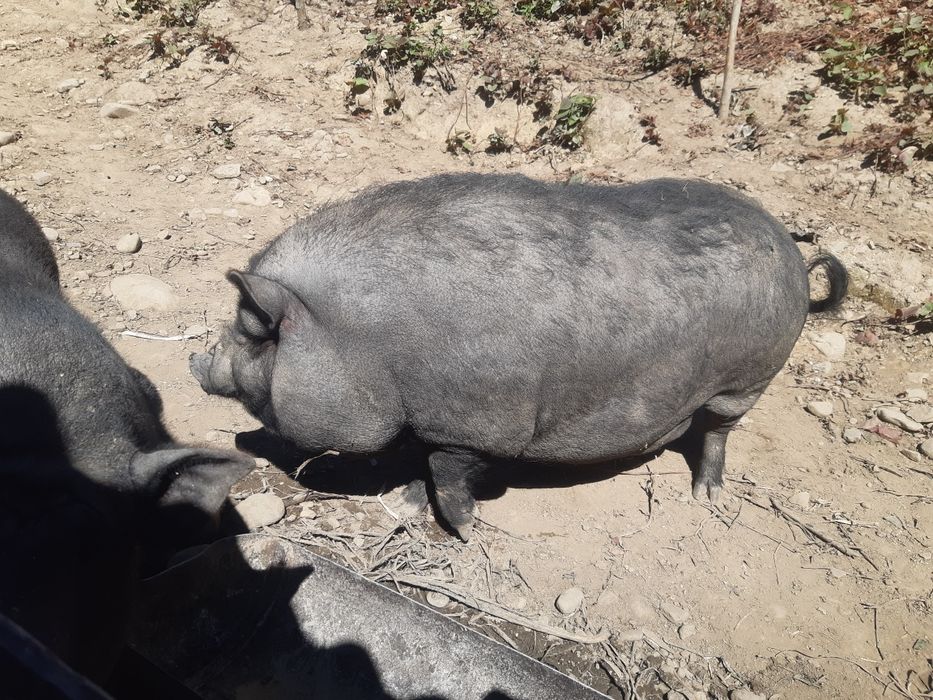 Поросята вєтнамці