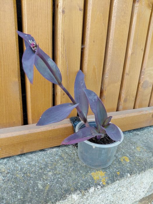 Planta Trapoeraba-roxa