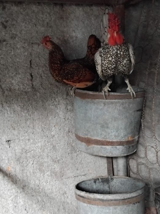 Galinha sebright