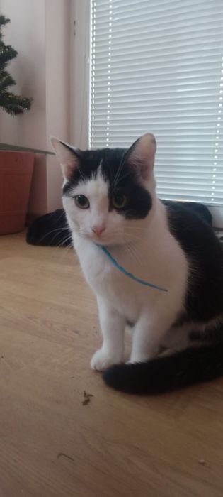 Adopcja siostry GAJA i PLUMKA