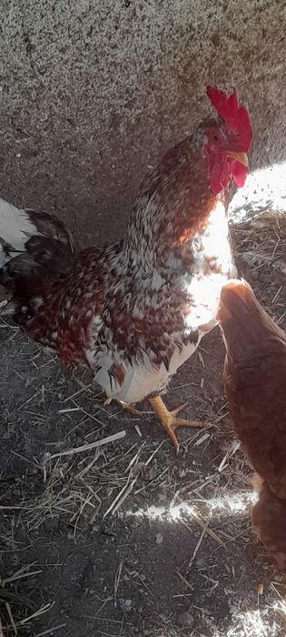 Garnizos adultos e novas