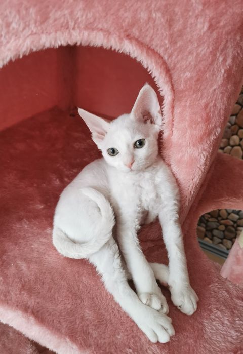 Kot Devon rex biały