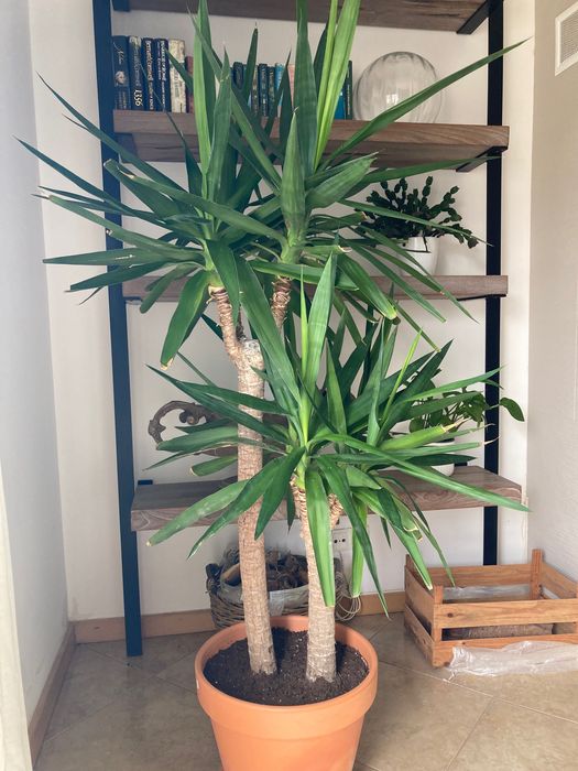 Planta de Iúca / Yucca