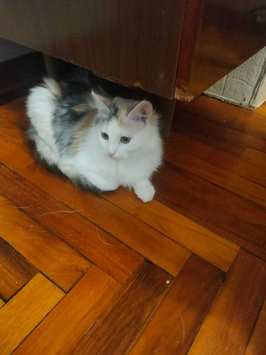 Чудесные котята девочки возраст около 4,5 месяцев ищут дом!