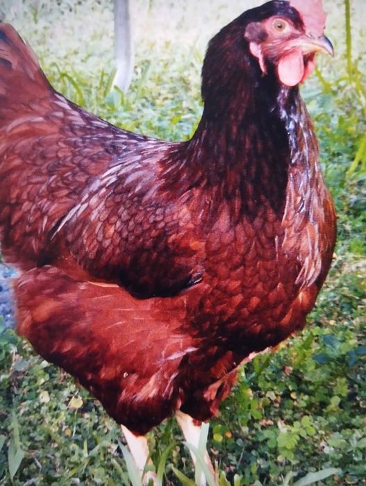 Ovos Férteis Rhode Island Red