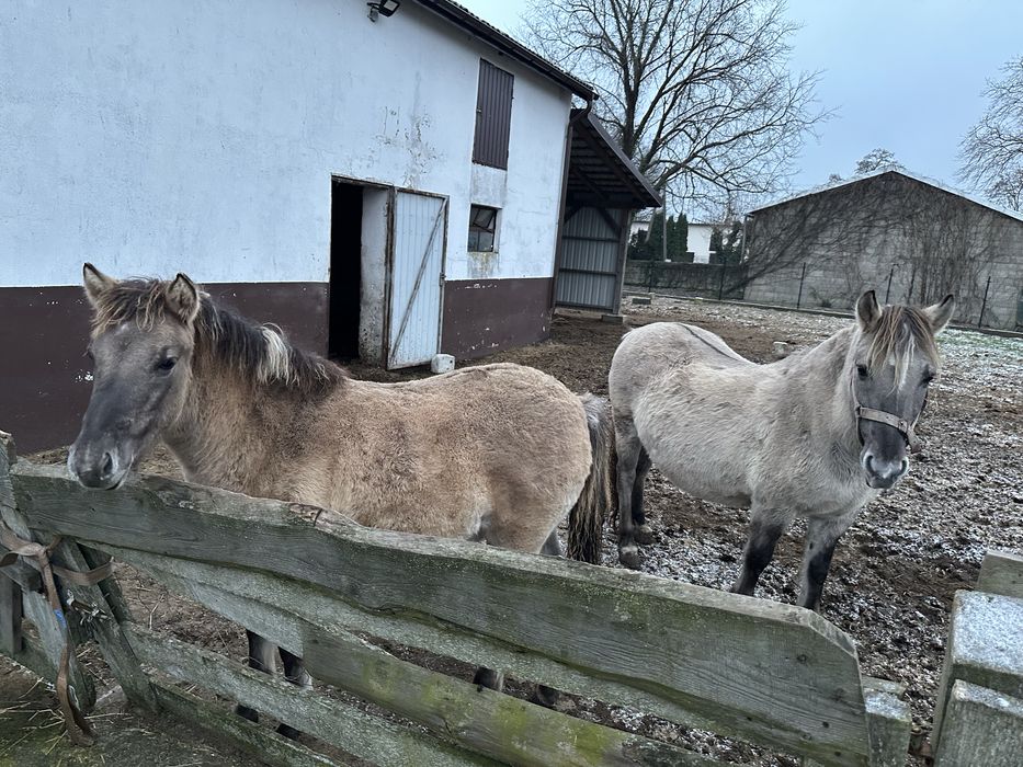 Sprzedam konie klacz i ogierek źrebie