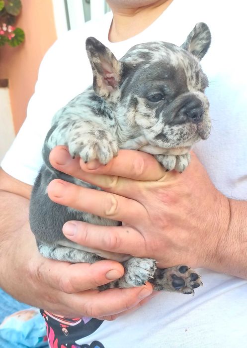 Bulldogue francês окрас Merle