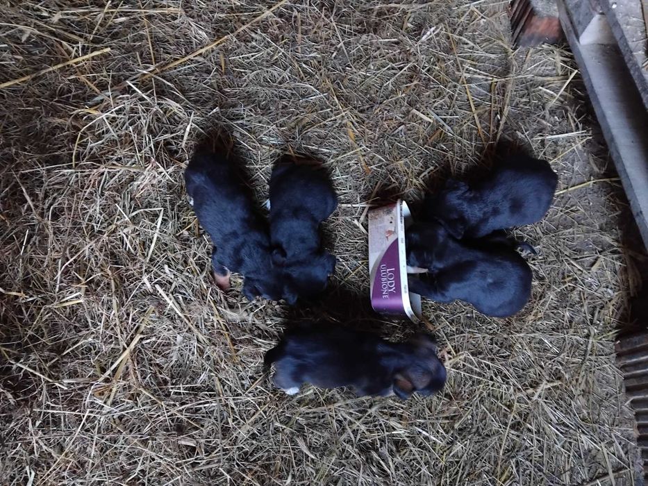 Szczeniaki oddam za darmo