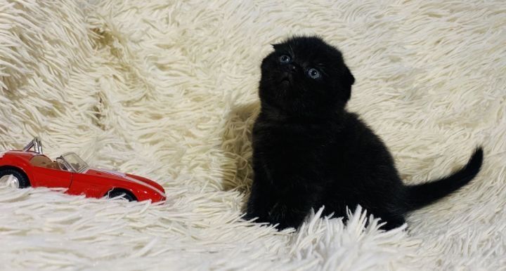 Продаються шотландські кошенята!
Шукаєте милого та лагідного друга? На