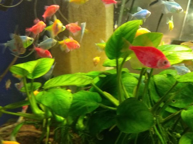 Тернеція LED всі кольори