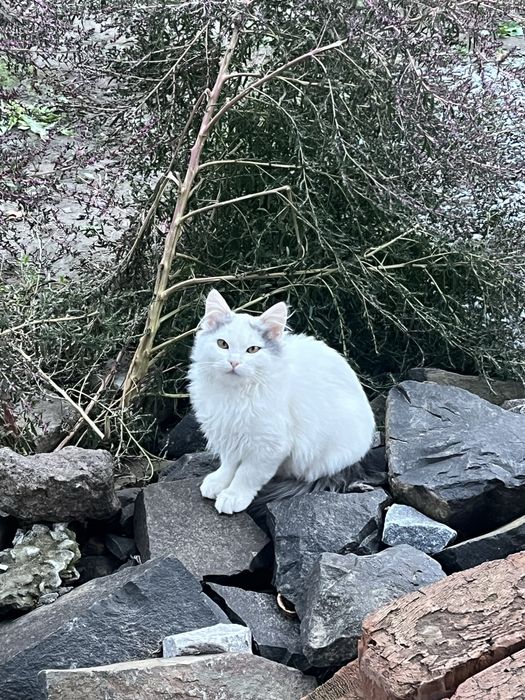 Кошенята шукають дім