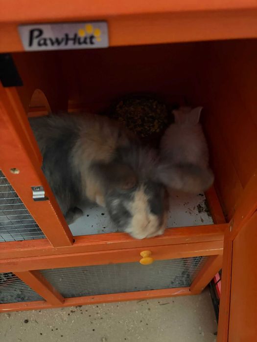Coelhos anões mini lop*Lionhead