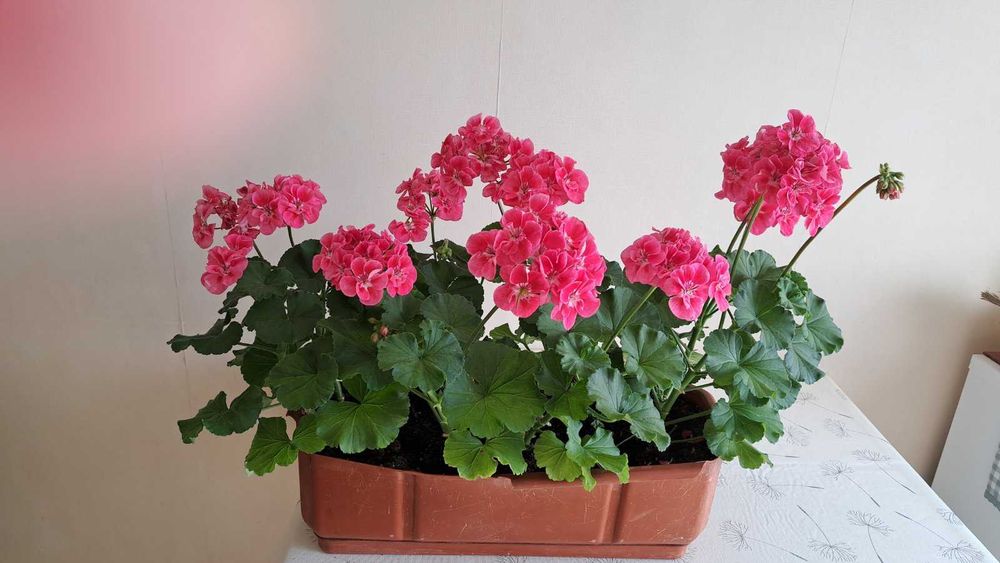 Пеларгонія сортова для балкону або вулиці