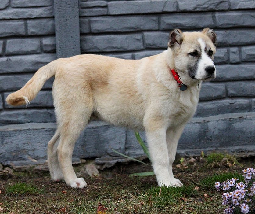 Кавказець-вовкодав.