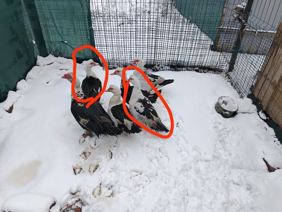 2 kaczki francuskie z mają 2025