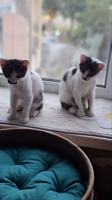Котики, хлопчики, 3 місяці шукають дім