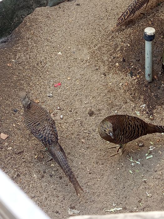 Casal de faisão dourado deste ano