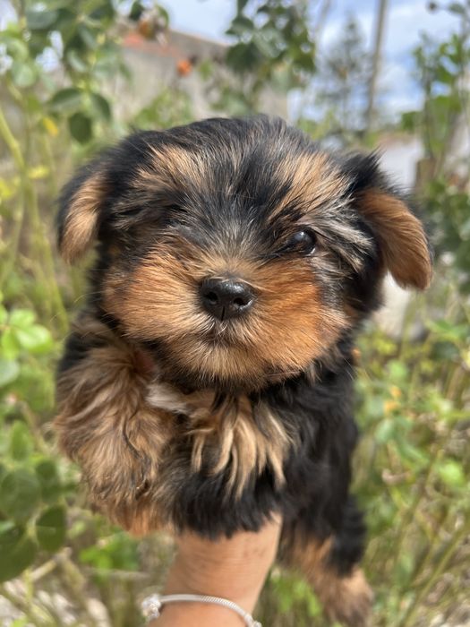 Yorkshire terrier femea  suoer top