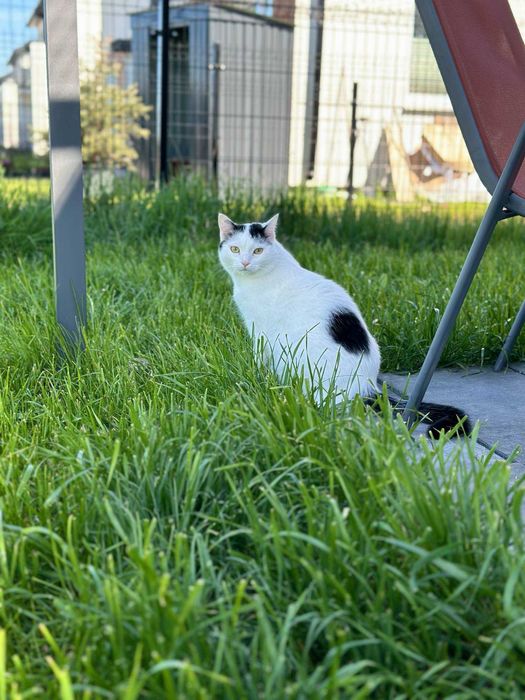 PILNE - DT lub dom stały dla Bożenki