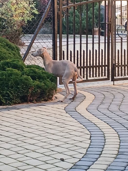 Chart Angielski Greyhound śliczny piesek