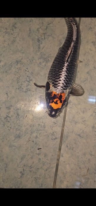 Carpa Koi (20 CM )