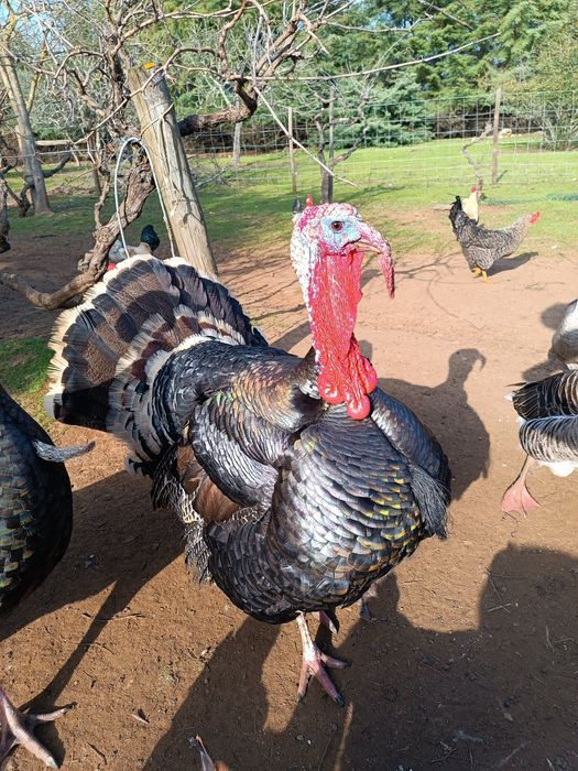 Perú Criado no Campo