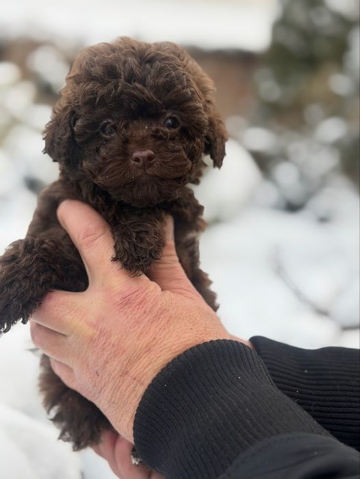 Мальчик пудель шоколад