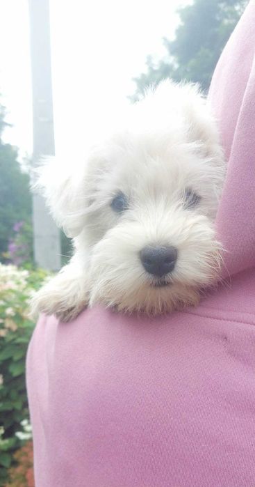 West highland white terrier szczeniak