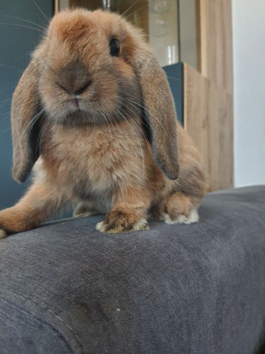 Kroliki baranek miniaturka  karzelek mini lop