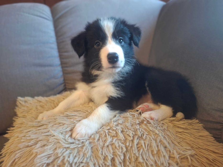 Border Collie  czarno-biały:-) szczeniak