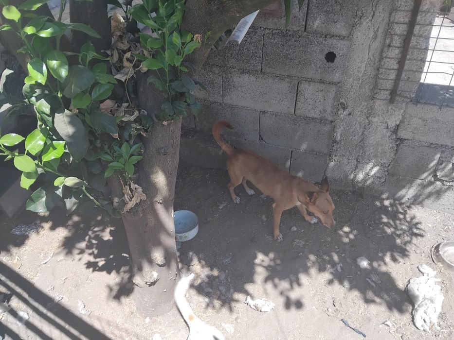 Podenga anã para adopção