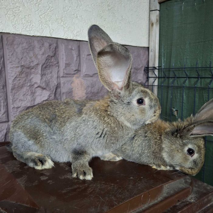 Króliki belgijskie BOS