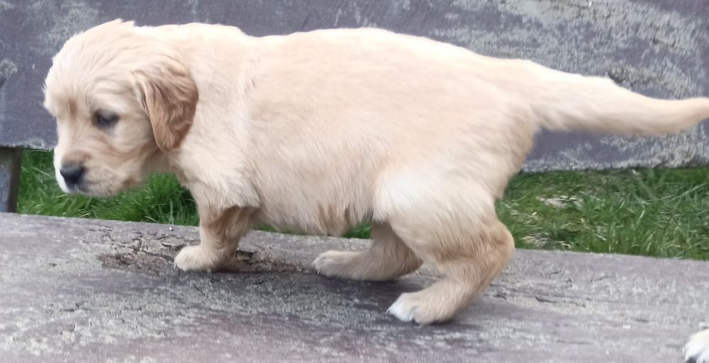 Golden retriever