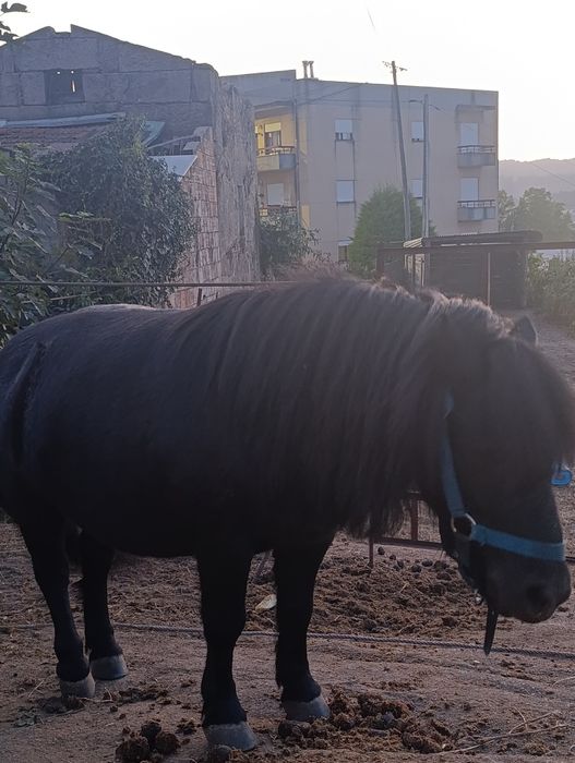 Vendo pônei com livro azul