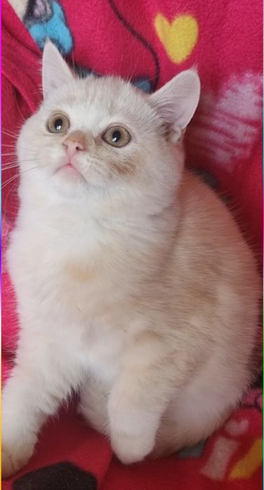 Шикарный шотландский котик страйт.