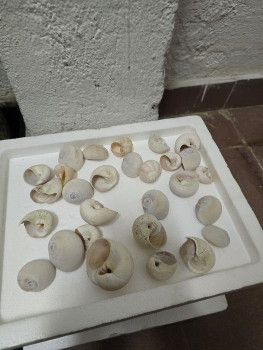 Conchas Neothauma Tanganyicense Corroios • OLX.pt