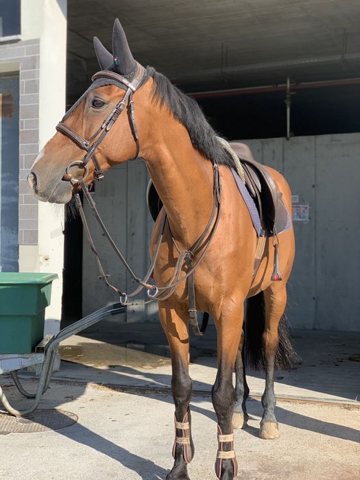 Cavalo cruzado a portugues