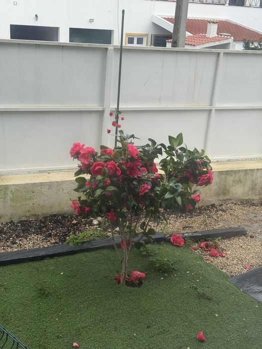 Suite de luxo em alenquer