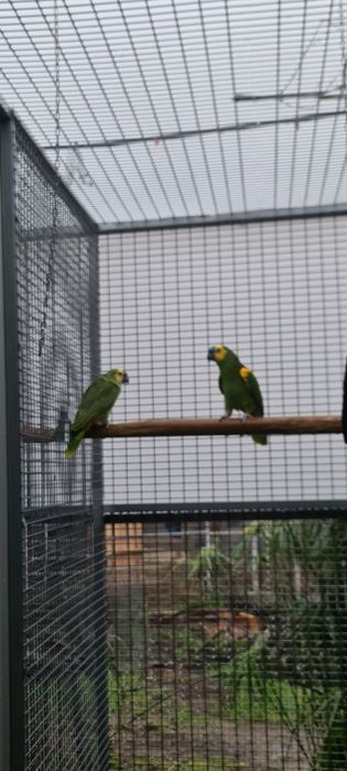 Aves papagaios amazonas