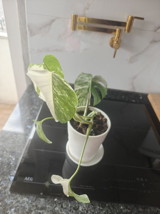 Monstera deliciosa albo variegata.