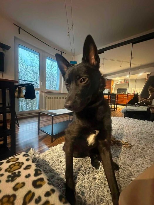 Rocky potrzebuje Ciebie