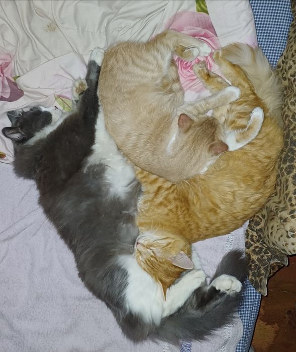 Нужна помощь для животных