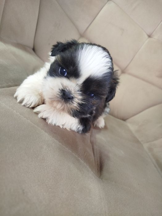 Shih tzu szczeniak