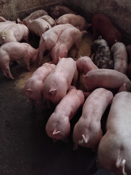 para cedência  ,excelente  linhagem