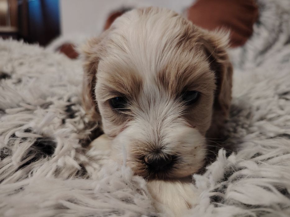 Maltipoo dziewczynka