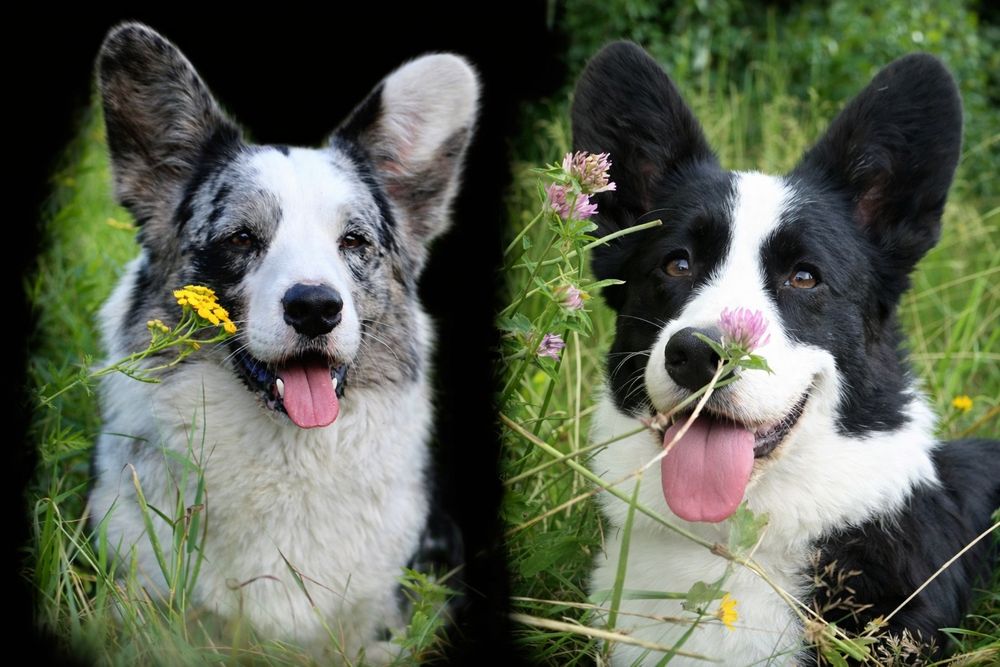 Welsh Corgi Cardigan FCI
