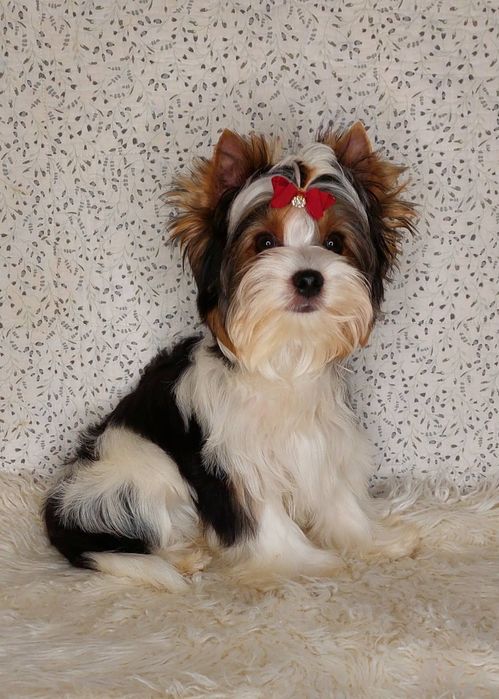 Цуценя хлопчик бiвер